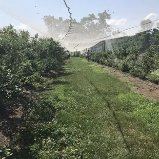 a view of the orchard from a distance