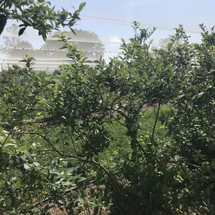 Picking blue berties
