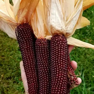 You-pick popping corn!  Place in a white paper bag and use &apos;popcorn&apos; setting on your microwave.