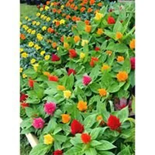 a variety of colorful flowers