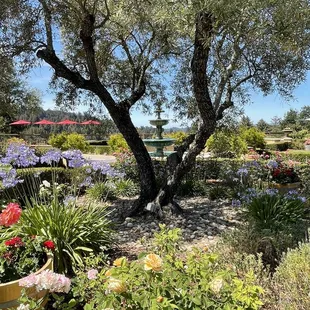 an olive tree in a garden