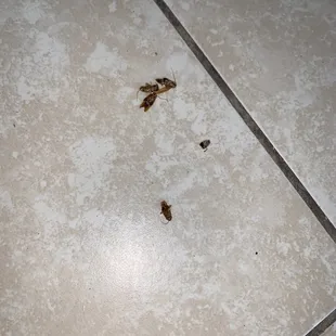 Nothing to see just a bunch of roaches chillin