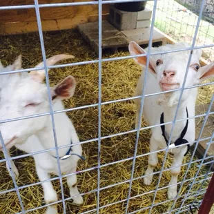 Bet you didn't know @rfbo has goats!