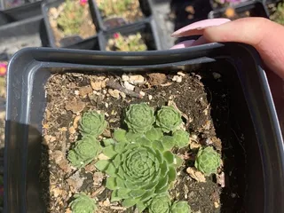 Alameda GreenHouse