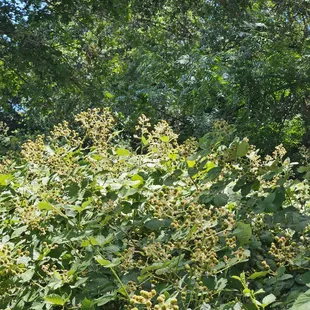 Blackberries