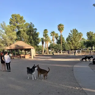 Morning dog park view on regular dog side