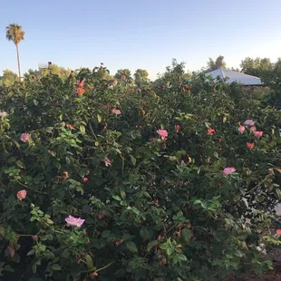Roses of all colors