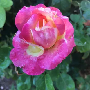 Oh how pretty