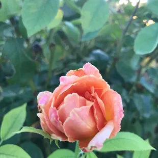 Morning rose
