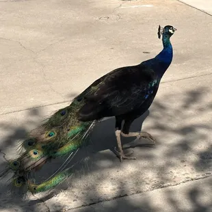Peacock