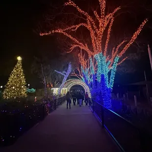 Zoo Lights!