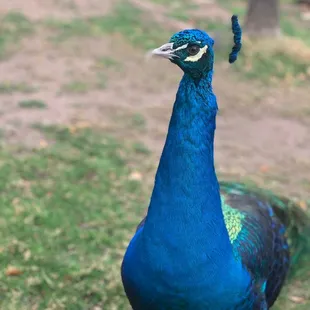 Peacock