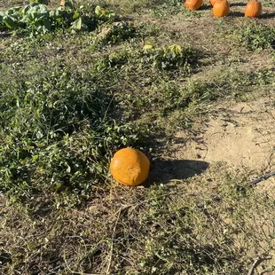 a field of pumpkins