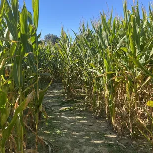 a path through a corn field
