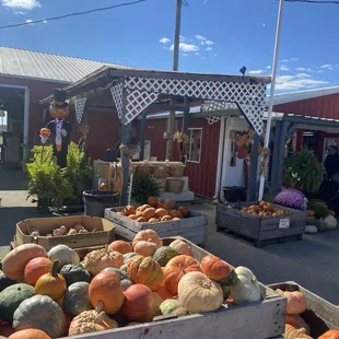 a display of pumpkins and squash