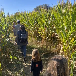 people walking through a corn field