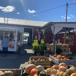 a display of pumpkins and squash
