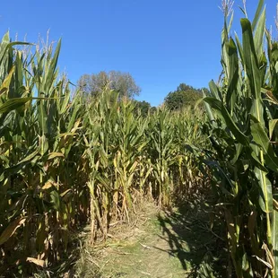 a field of corn