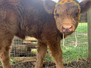 Trunnells Farm Market