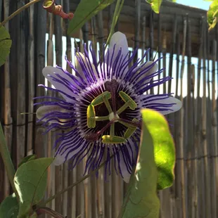 Passion flower purchased at Reimer&apos;s