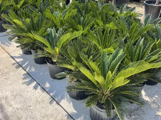 San Antonio Nursery