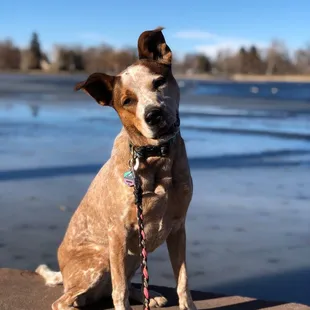 a dog sitting on a rock