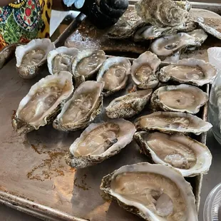 Wednesday night oysters