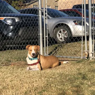 One of our dogs, basking in the sunlight at the little dog park