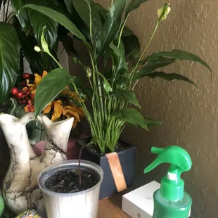 Lots of natural light , perfect for houseplants!