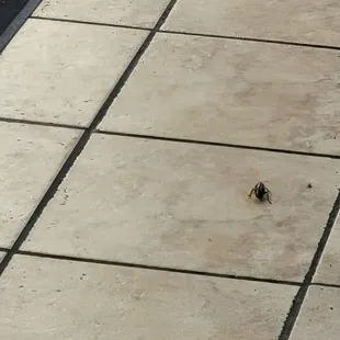 Cock roaches on the floor and the floors are nasty!