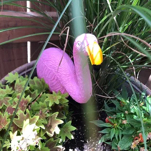 Love a little Flamingo Power