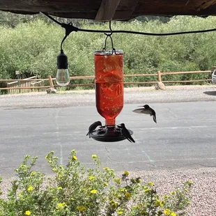 a hummingbird feeding from a hummingbird feeder