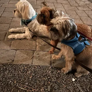 Date nite with the pooches