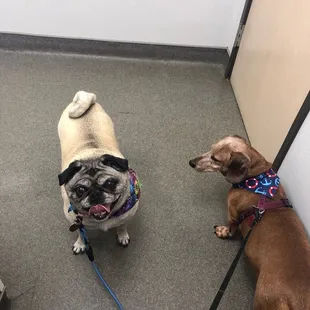 Yearly checkup for Emma and Elvis.