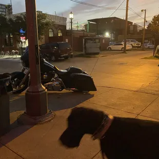 Dogs welcomed!