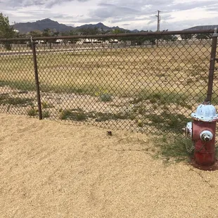 Tempting  Fire Hydrants for our Furry Friends