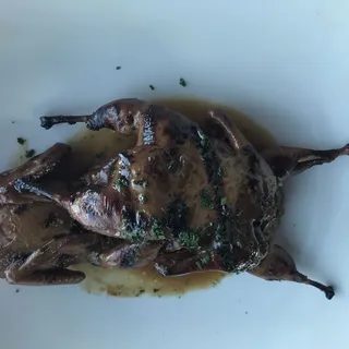 Texas Bob White Quail