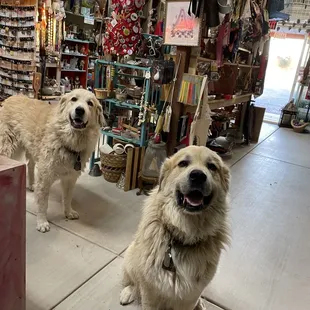 Farm Family .. Cotton and daddy Thor