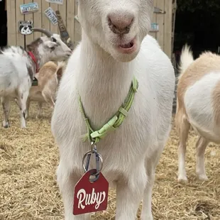 Ruby the goat