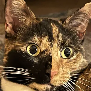 Rescue from Rescue Mr