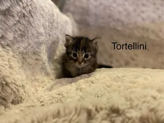 Beating Hearts Rescue