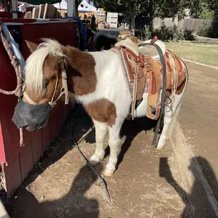 Pony rides pumpkin patch