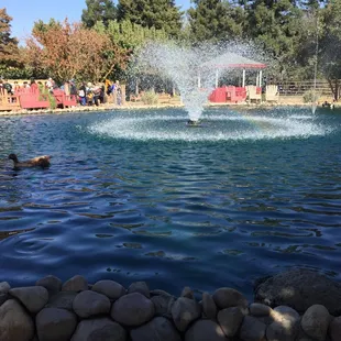 Koi pond