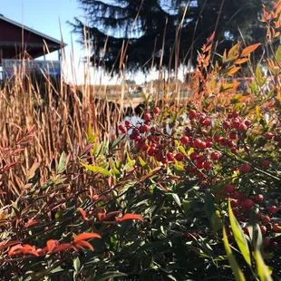 Foliage