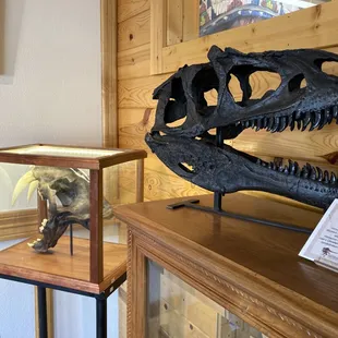 Fossils and Dinosaur Casts