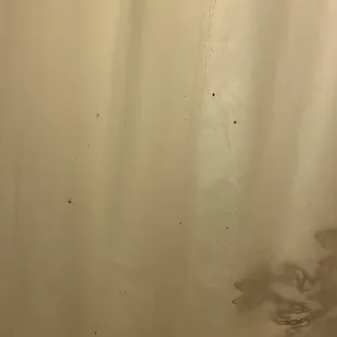 Mold on the shower curtain