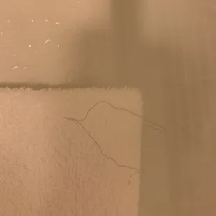 Hair on a bathroom towel.