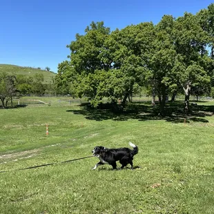 Our dog, Sammy walking in the grass on the far side of the rest area