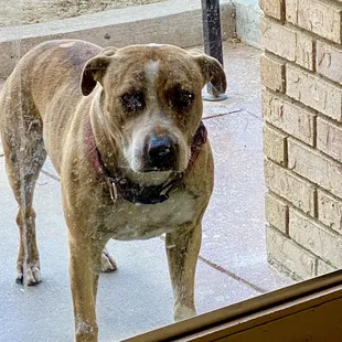 a dog looking through a window