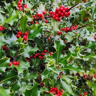 Holiday holly walking towards Restaurant Christine (12/26/22)